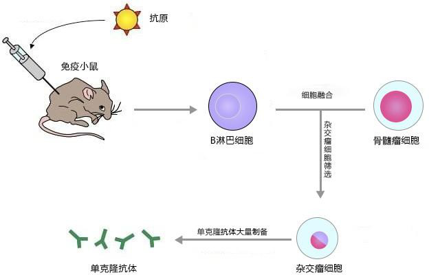 雜交瘤技術1